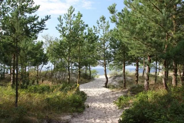 Najlepsze atrakcje w Rogowie, które musisz odwiedzić podczas wizyty